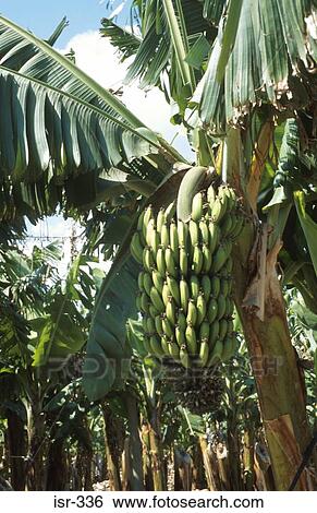 Banana Tree in Plantation Israel View Large Photo Image Stock Photograph - Banana Tree in Plantation Israel. Fotosearch