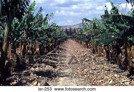 Banana Trees in Plantation Galilee Israel View Large Photo Image Stock Image - Banana Trees in Plantation Galilee Israel. Fotosearch