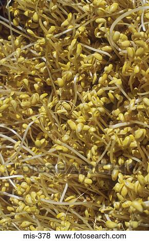 Bean Sprouts View Large Photo Image Stock Photo - Bean Sprouts. Fotosearch