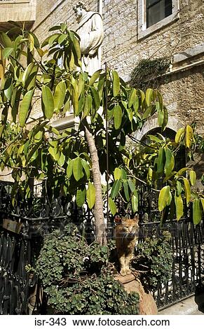 Cat by Tree in Garden of Church Jerusalem Israel View Large Photo Image Stock Image - Cat by Tree in Garden of Church Jerusalem Israel. Fotosearch