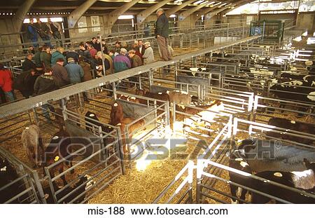 Cattle at Auction UK View Large Photo Image Stock Photo - Cattle at Auction UK. Fotosearch
