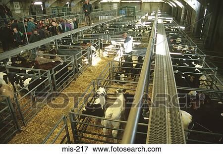 Cattle Pens in Agricultural Auction View Large Photo Image Stock Photo - Cattle Pens in Agricultural Auction. Fotosearch