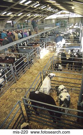 Stock Image - Cattle Pens. Fotosearch