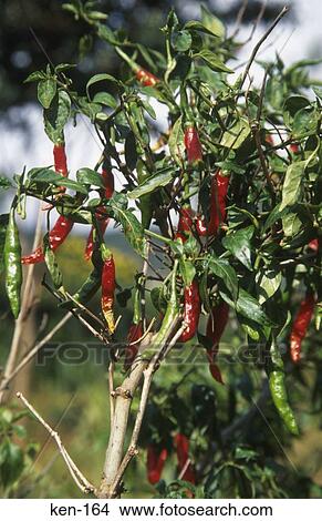 Chillies Kenya View Large Photo Image Picture - Chillies Kenya. Fotosearch