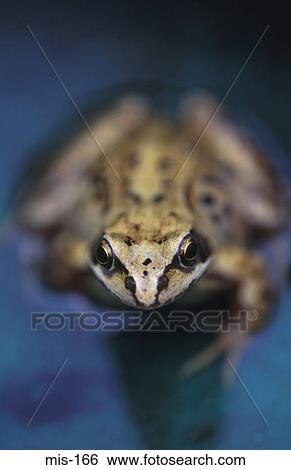 Close Up of Frog in Water View Large Photo Image Stock Photograph - Close Up of Frog in Water. Fotosearch