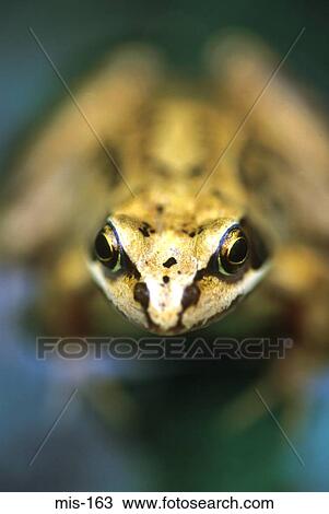 Close up of Frog View Large Photo Image Stock Image - Close up of Frog. Fotosearch
