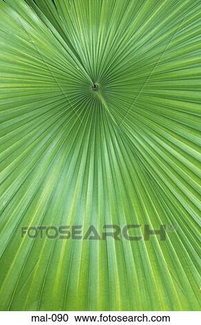 Close up of Palm Maldives View Large Photo Image Stock Image - Close up of Palm Maldives. Fotosearch