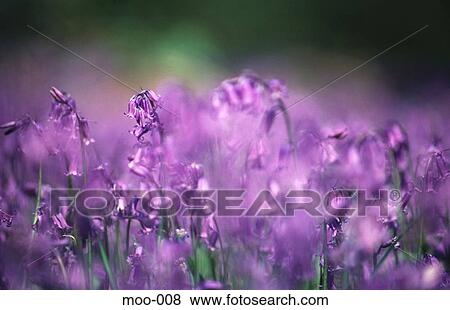 Close-up of Patch of Bluebells View Large Photo Image Stock Photo - Close-up of Patch of Bluebells. Fotosearch