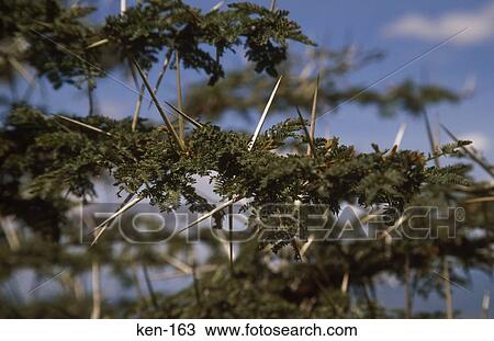 Close Up of Thorns Kenya View Large Photo Image Stock Image - Close Up of Thorns Kenya. Fotosearch