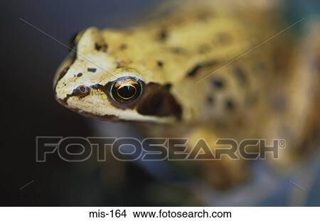 Close Up Portrait of Frog View Large Photo Image Picture - Close Up Portrait of Frog. Fotosearch