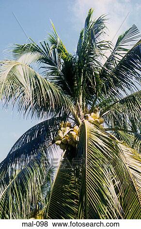 Coconut Palm Maldives View Large Photo Image Stock Photo - Coconut Palm Maldives. Fotosearch