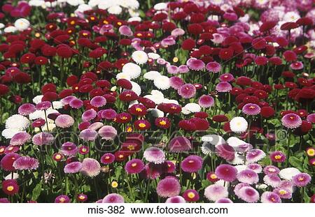 Colourful Flower Beds Singleton Park Swansea Wales View Large Photo Image Stock Image - Colourful Flower Beds Singleton Park Swansea Wales. Fotosearch