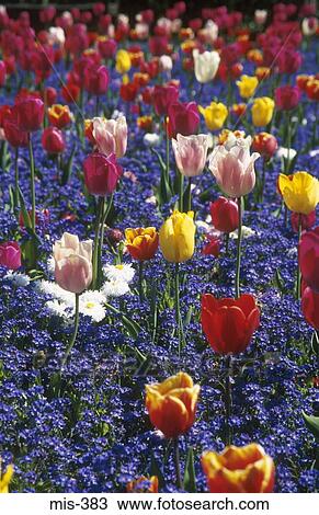 Stock Image - Colourful Flower Beds Singleton Park Swansea Wales. Fotosearch