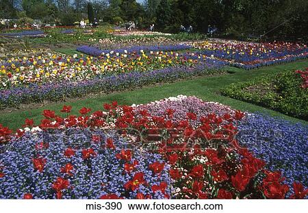 Colourful Flower Beds Singleton Park Swansea Wales View Large Photo Image Stock Image - Colourful Flower Beds Singleton Park Swansea Wales. Fotosearch