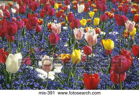 Colourful Flower Beds Singleton Park Swansea Wales View Large Photo Image Stock Image - Colourful Flower Beds Singleton Park Swansea Wales. Fotosearch