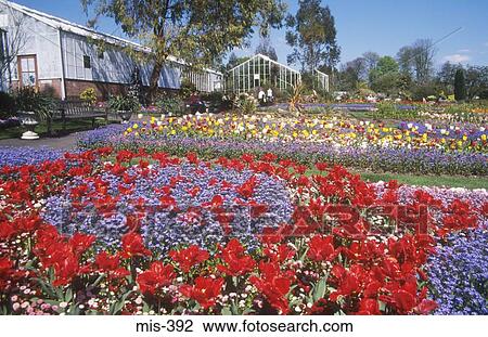 Colourful Flower Beds Singleton Park Swansea Wales View Large Photo Image Stock Image - Colourful Flower Beds Singleton Park Swansea Wales. Fotosearch