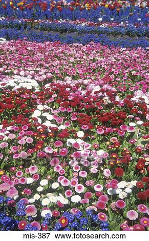 Colourful Flower Beds Singleton Park Swansea Wales View Large Photo Image Stock Photo - Colourful Flower Beds Singleton Park Swansea Wales. Fotosearch