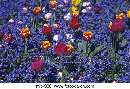 Colourful Flower Beds Singleton Park Swansea Wales View Large Photo Image Stock Photo - Colourful Flower Beds Singleton Park Swansea Wales. Fotosearch