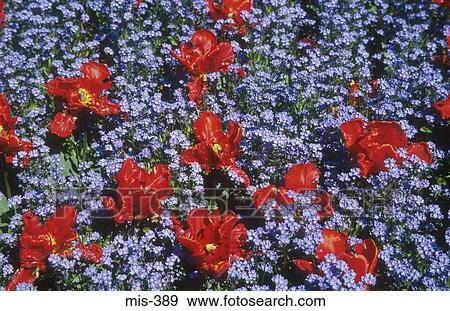 Colourful Flower Beds Singleton Park Swansea Wales View Large Photo Image Stock Photo - Colourful Flower Beds Singleton Park Swansea Wales. Fotosearch