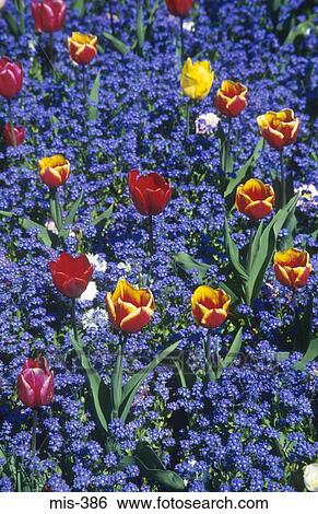 Colourful Flower Beds Singleton Park Swansea Wales View Large Photo Image Stock Photograph - Colourful Flower Beds Singleton Park Swansea Wales. Fotosearch