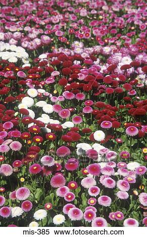 Colourful Flower Beds Singleton Park Swansea Wales View Large Photo Image Stock Photography - Colourful Flower Beds Singleton Park Swansea Wales. Fotosearch