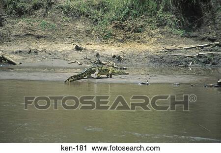 Crocodile Masai Mara National Reserve Kenya View Large Photo Image Stock Image - Crocodile Masai Mara National Reserve Kenya. Fotosearch