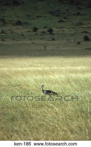 Crowned Crane Masai Mara National Reserve Kenya View Large Photo Image Stock Photograph - Crowned Crane Masai Mara National Reserve Kenya. Fotosearch