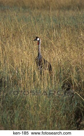 Crowned Crane Masai Mara National Reserve Kenya View Large Photo Image Stock Photography - Crowned Crane Masai Mara National Reserve Kenya. Fotosearch