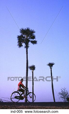 Cyclist and Palm Trees Trivalore India Asia View Large Photo Image Stock Photography - Cyclist and Palm Trees Trivalore India Asia. Fotosearch