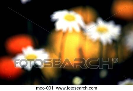 Daisies Out of Focus View Large Photo Image Stock Image - Daisies Out of Focus. Fotosearch