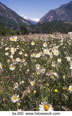 Daisy Meadow Montecrestese Italy View Large Photo Image Stock Image - Daisy Meadow Montecrestese Italy. Fotosearch