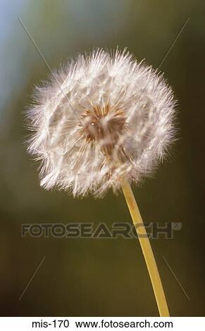 Dandelion Clock View Large Photo Image Stock Image - Dandelion Clock. Fotosearch