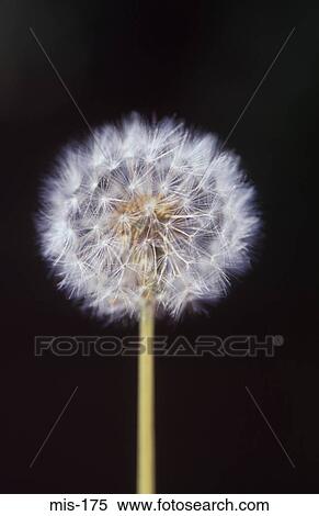 Dandelion Seed Head View Large Photo Image Stock Photography - Dandelion Seed Head. Fotosearch