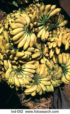 Display of Bananas in a Market India Asia View Large Photo Image Stock Image - Display of Bananas in a Market India Asia. Fotosearch