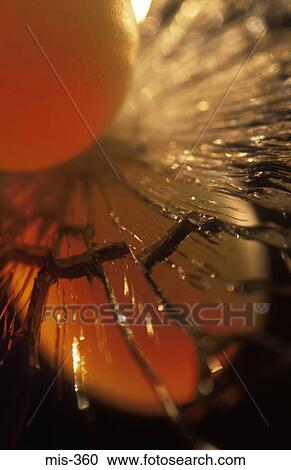 Stock Image - Egg on Cracked Mirror. Fotosearch