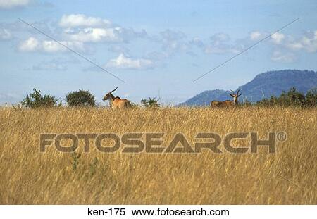 Eland Antelopes Masai Mara National Reserve Kenya View Large Photo Image Stock Photography - Eland Antelopes Masai Mara National Reserve Kenya. Fotosearch
