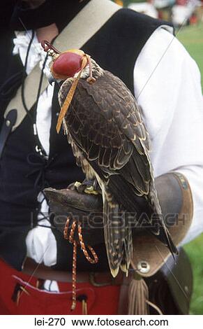 Falcon Tewkesbury Medieval Festival UK View Large Photo Image Stock Image - Falcon Tewkesbury Medieval Festival UK. Fotosearch