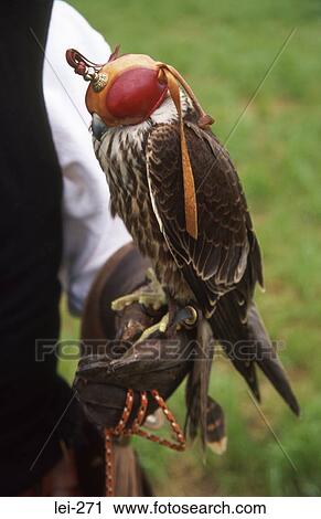 Stock Image - Falcon Tewkesbury Medieval Festival UK. Fotosearch
