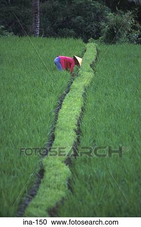 Stock Image - Farmer Working in Ricefield Bali. Fotosearch