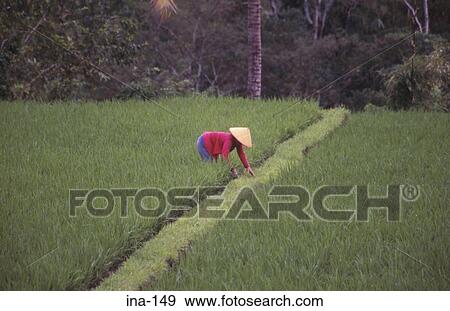 Farmer Working in Ricefield Bali View Large Photo Image Stock Photo - Farmer Working in Ricefield Bali. Fotosearch
