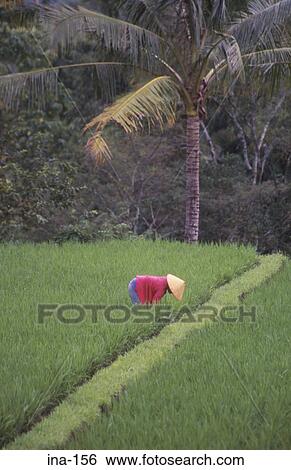 Farmer Working in Ricefield Bali View Large Photo Image Stock Photograph - Farmer Working in Ricefield Bali. Fotosearch