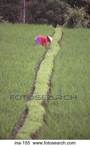 Farmer Working in Ricefield Bali View Large Photo Image Stock Photography - Farmer Working in Ricefield Bali. Fotosearch