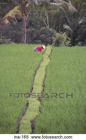 Stock Photography - Farmer Working in Ricefield Bali. Fotosearch