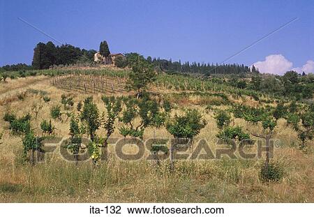 Fields and Buildings of Tuscan Vineyard Italy View Large Photo Image Stock Image - Fields and Buildings of Tuscan Vineyard Italy. Fotosearch