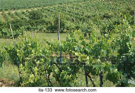 Stock Image - Fields of Grape Vines Tuscany Italy. Fotosearch