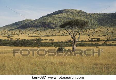 Stock Photo - Grassland Masai Mara National Reserve Kenya. Fotosearch
