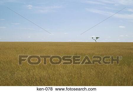 Grassland Masi Mara National Reserve Kenya View Large Photo Image Stock Photo - Grassland Masi Mara National Reserve Kenya. Fotosearch