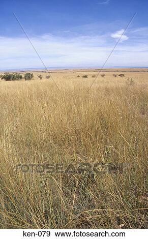 Grassland Masi Mara National Reserve Kenya View Large Photo Image Stock Photo - Grassland Masi Mara National Reserve Kenya. Fotosearch