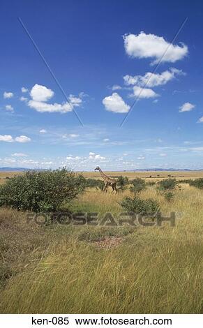 Stock Photography - Grassland Masi Mara National Reserve Kenya. Fotosearch