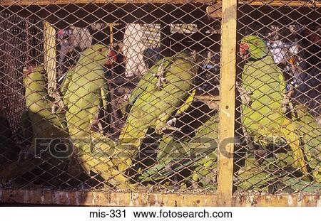 Green Parrots in a Cage India View Large Photo Image Stock Image - Green Parrots in a Cage India. Fotosearch